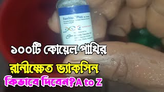 ১০০টি কোয়েল পাখি রানীক্ষেত ভ্যাকসিন কিভাবে দিবেন?A to Z#কোয়েলপাখি