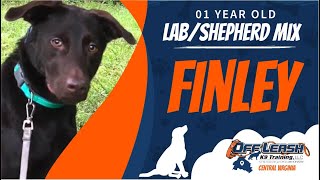 1Yo Lab/Shepherd Mix (Finley) / Off Leash K9 Training / Best Dog Trainers/ Richmond, VA