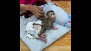 Cute baby monkey ROJO waiting mom cleaning and healing for him