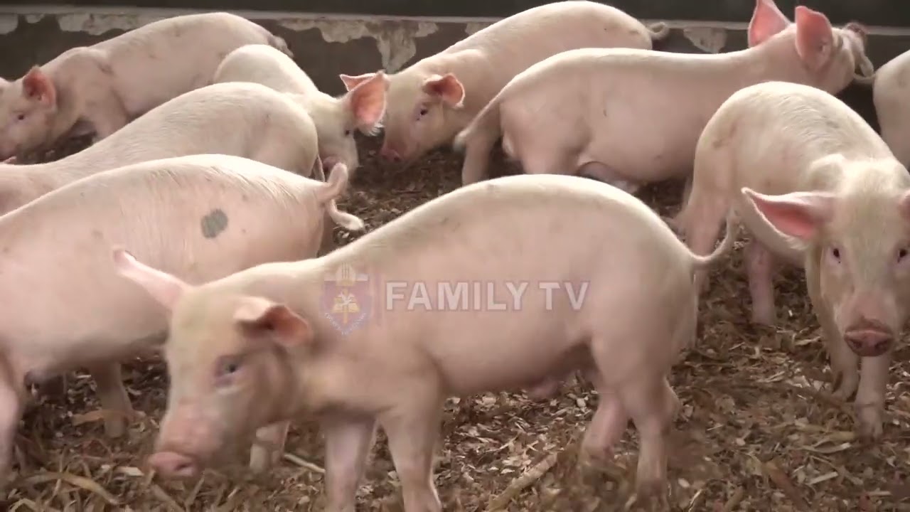 How much does it cost to start a piggery farm in Uganda? || Family Farm
