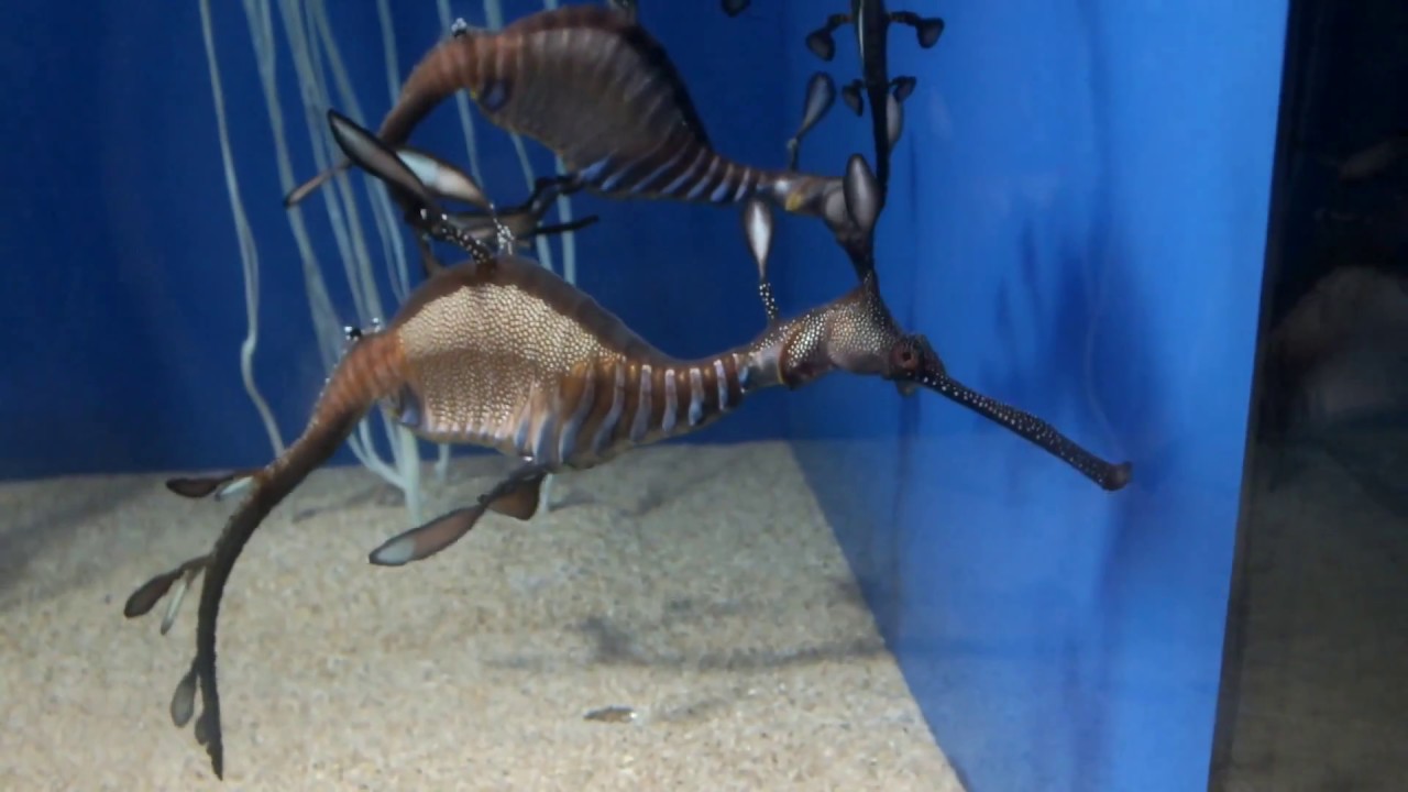 kawaii emoticons Strange creature.Weedy sea-dragon.Sunshine Aquarium.奇妙な生き物。ウィーディーシードラゴン。サンシャイン水族館。