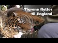 Tigrene flytter til England
