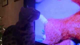 Asian Leopard Cat watching 'Rudolph!' by JupiterDockandSeawall Begley 565 views 10 years ago 1 minute, 9 seconds