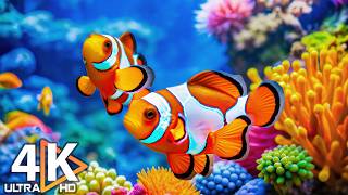 The Best 4K Aquarium 🐠 Colorful Coral Reef Fish & Jellyfish - Relaxing Music for Sleep #18