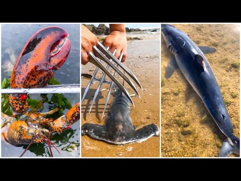Catching Seafood, Fish, Clam, Octopus, Crab, Shrimp | Fishing Videos - Satisfying ASMR #5