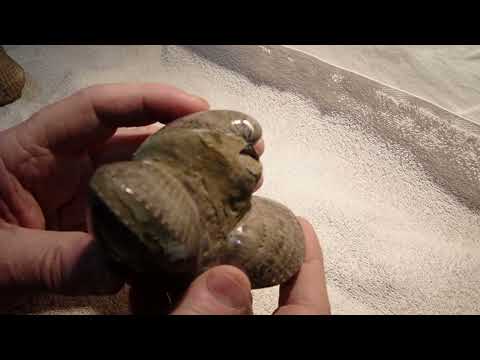 Beautiful Fossil Clams