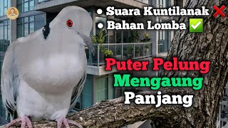 SUARA BURUNG PUTER PELUNG MENGAUNG PANJANG SUPER KUWOK MEMANGGIL LAWAN ‼️ #puterpelung 