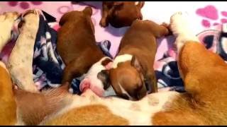 3 Day Old Staffie Puppy Demanding More Milk