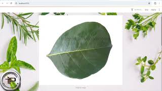 Final Year Projects | Identification of Medicinal Plant and Their Fungal Disease | AI | DL | PYTHON
