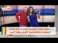 How to plant tulips that will last and keep squirrels away from them! - New Day NW
