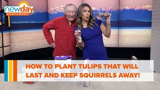 How to plant tulips that will last and keep squirrels away from them! - New Day NW