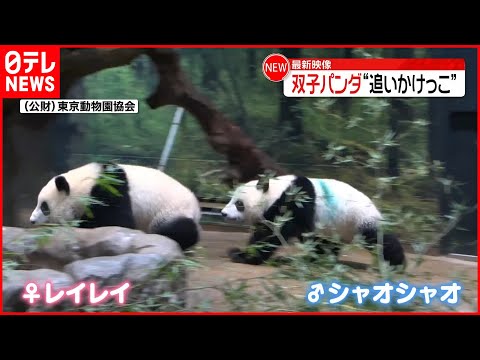 □プレイマット グランプリ上海 パンダ ローデッド ボード