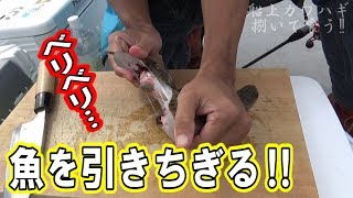 ベリベリと引きちぎって食べる魚が美味すぎた【閲覧注意】