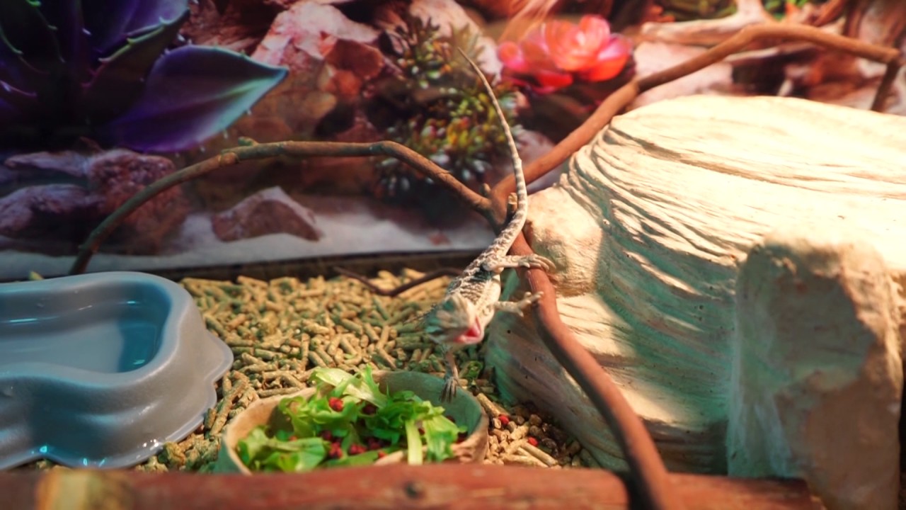 zilla bearded dragon kit