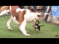 What? This Big Puppy Is Bullied By A Little Dog..? | Kritter Klub