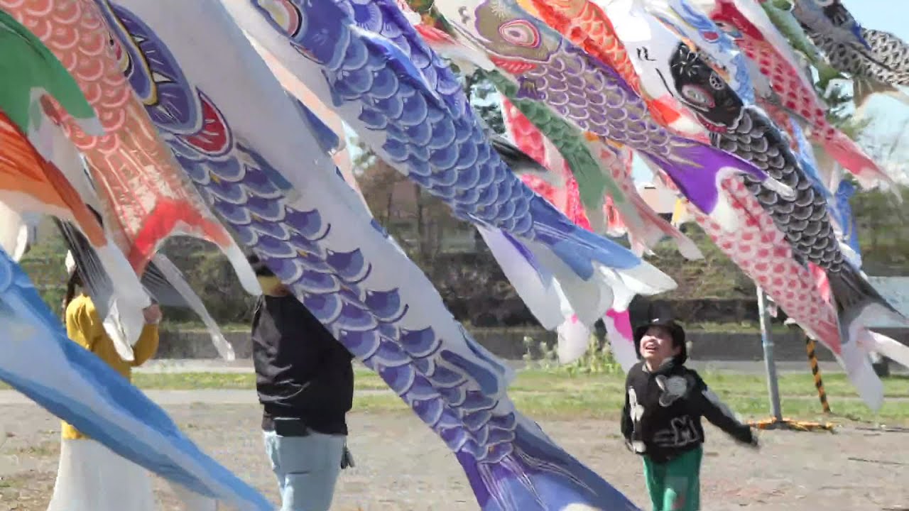 日本一の清流”にこいのぼり550匹！歴舟川の川幅いっぱいにスイスイ泳ぐ