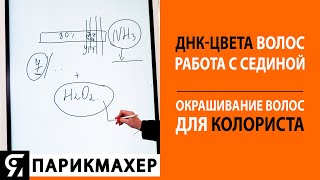 ДНК-цвета волос. Работа с сединой. Окрашивание волос для колориста.