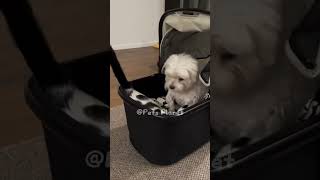 #meow #funny #pets #dogs#funnydog#yu