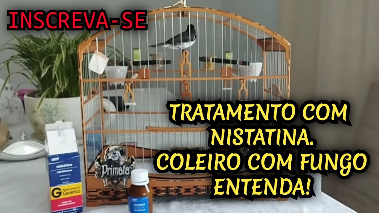 Tratamento com Nistatina no Coleiro Primata!!