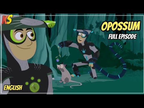 Wild kratts   opossum in my pocket   Full episode   HD   kratts series   science