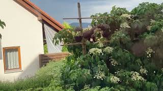 Marder im Vogelfutter Trog 2022 06 02