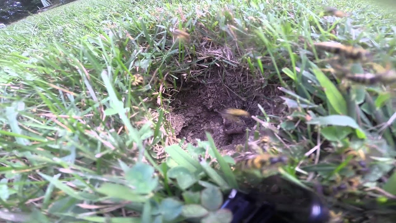 Gopro Bee GoPro by bees nest - YouTube