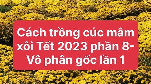 Cách trồng cúc mâm xôi Tết 2023 phần 8 - Vô phân gốc lần 1