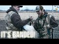 It's Banded! | They Did It Right!