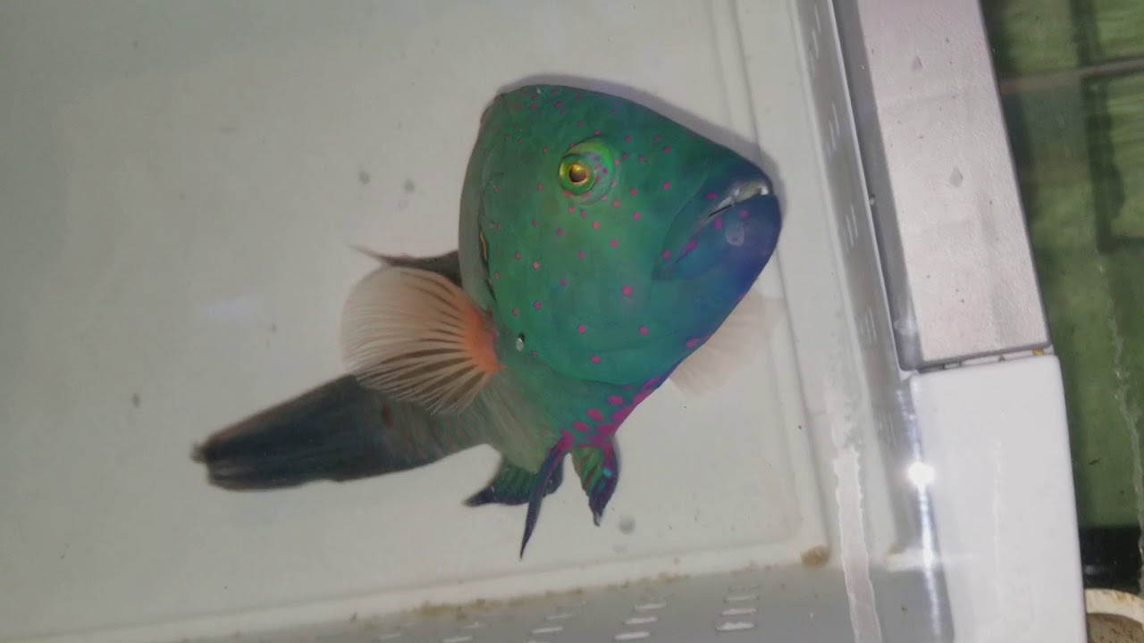 Broomtail Wrasse $849 - Red Sea