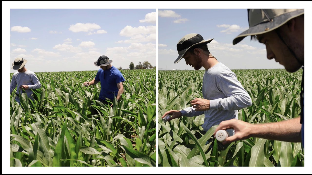 Predatory Mites for Spider Mite Control 2