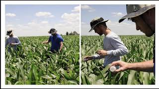 Predatory Mites for Spider Mite Control 2