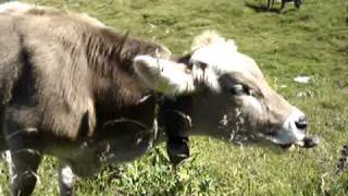 Cowbells in the Swiss Alps