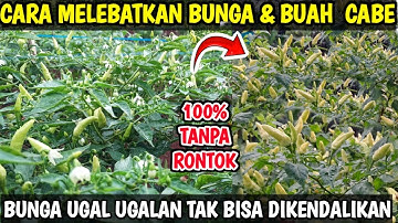 🟠 Cara melebatkan bunga & buah cabe 100% tanpa rontok #pupukbuah #mkp #cabetanpamulsa