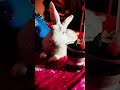 My cute Bunny ♥️