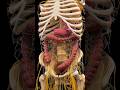 How the Nervous System Keeps Digestion Moving