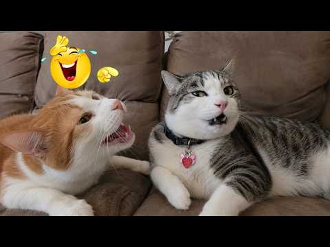 When Animals Become COMEDIANS 😂🐶 Funniest Animal Fails and Reactions Compilation 2026 🤣 #20