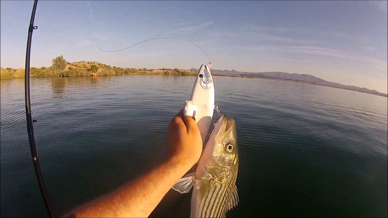 Cast 2 Catch AVK TNT Trout YouTube