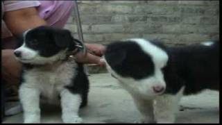 Cat Breastfeeding Dogs Cat Breastfeeding Dogs