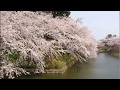 春だったね