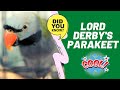 Lord Derby's parakeet facts 🦜Derbyan parakeet 🦜 Asian