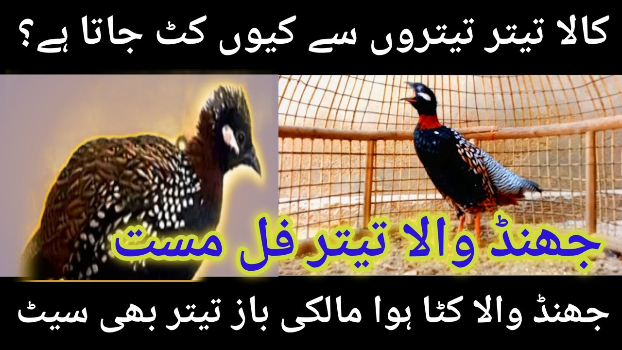 Jo Teetar - Teetaron Se Kat Jae Dab Jae Malki Chor Jae Jhand Care Tips and ilaj