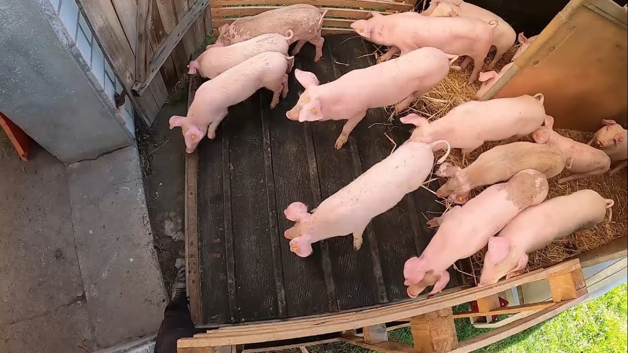 Zakup i transport prosiaków  || Clio znowu dało radę