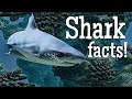 Shark Facts for Kids | Classroom Edition Sharks Learning Video