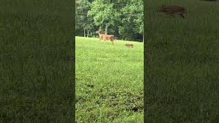 North Georgia Cultures Moment of Nature; Doe and her Faun #wildlife #babyanimals #northgeorgia