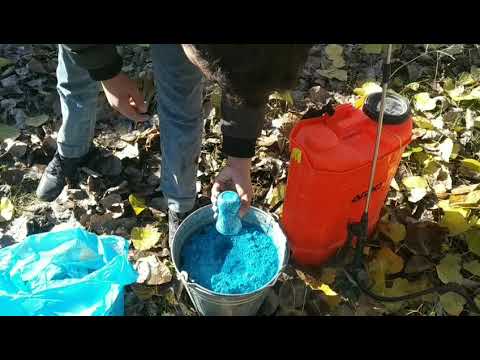 Video: Çar gavalı ağacına qulluq – Ev bağlarında çar gavalı yetişdirmək