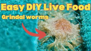 Culturing grindal worms for small freshwater fish : live foods for aquarium