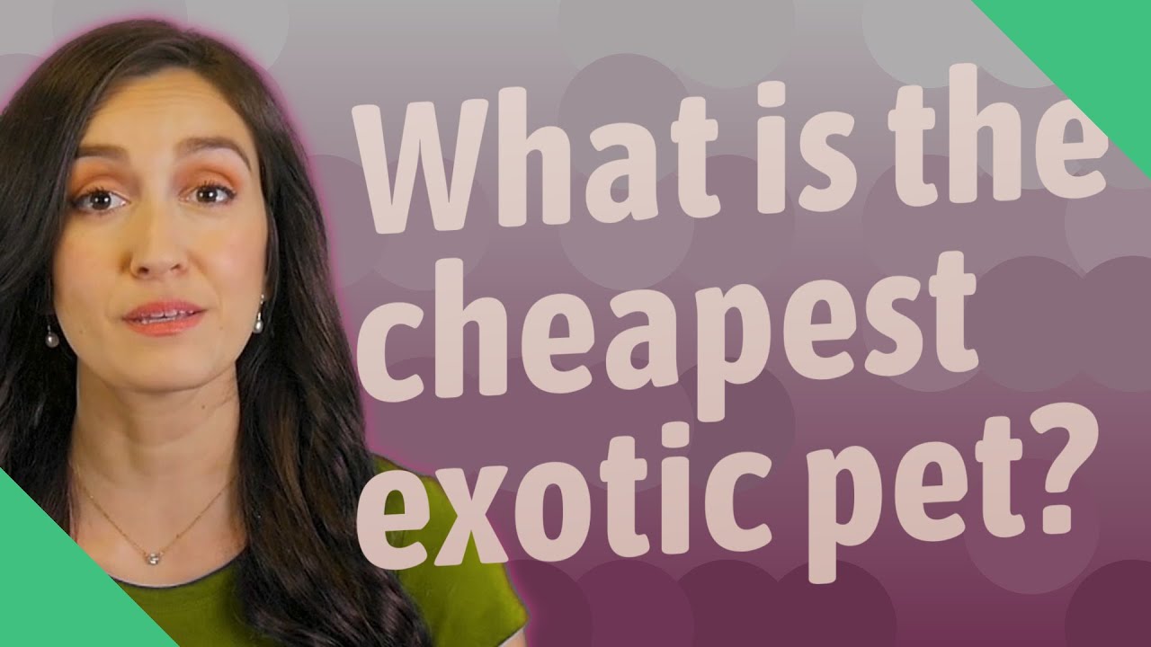 What is the cheapest exotic pet? YouTube