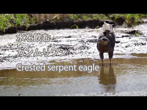 【水を飲む】カンムリワシ Crested serpent eagle