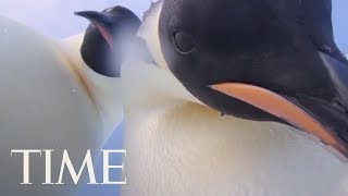 Everyone Loves These Penguins In Antarctica Who Have A Better Selfie Game Than You Do | TIME