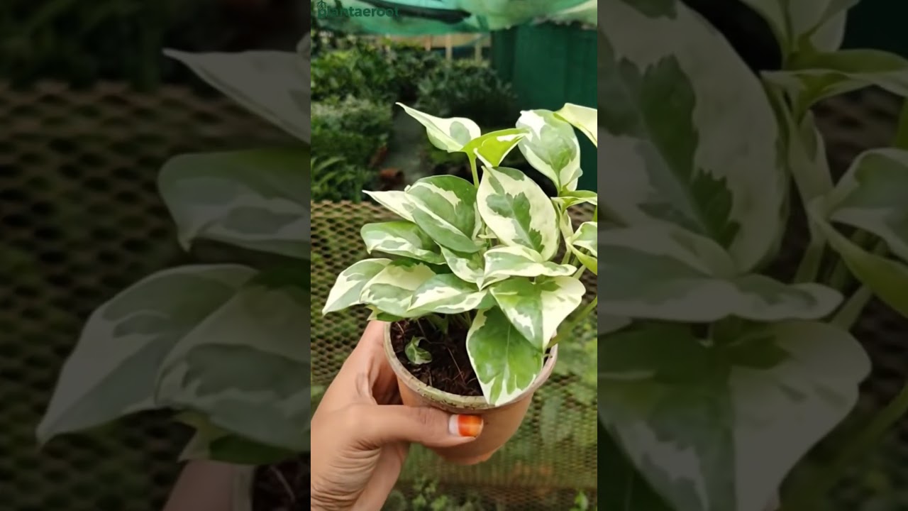 Bring home the beauty of the Enjoy Pothos, that instantly elevates any indoor space.